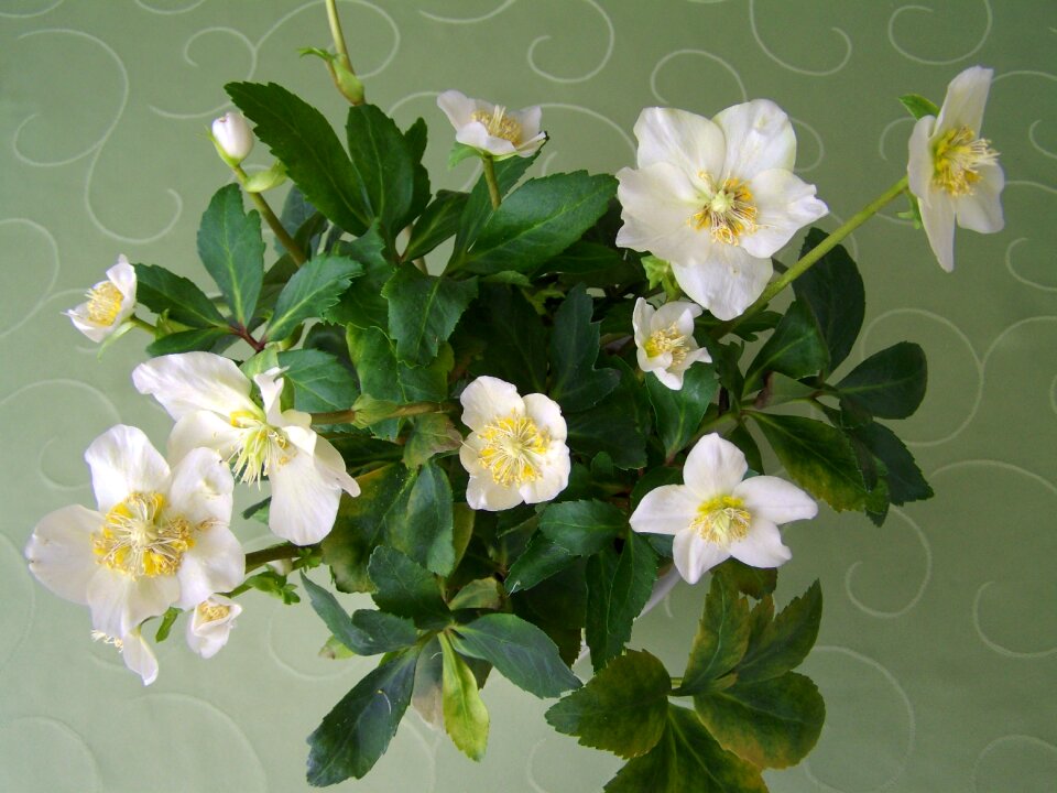 Snow rose white flower plant