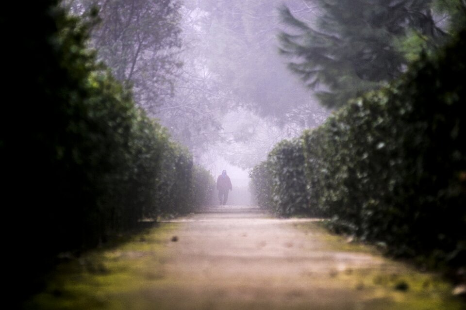Park fog road