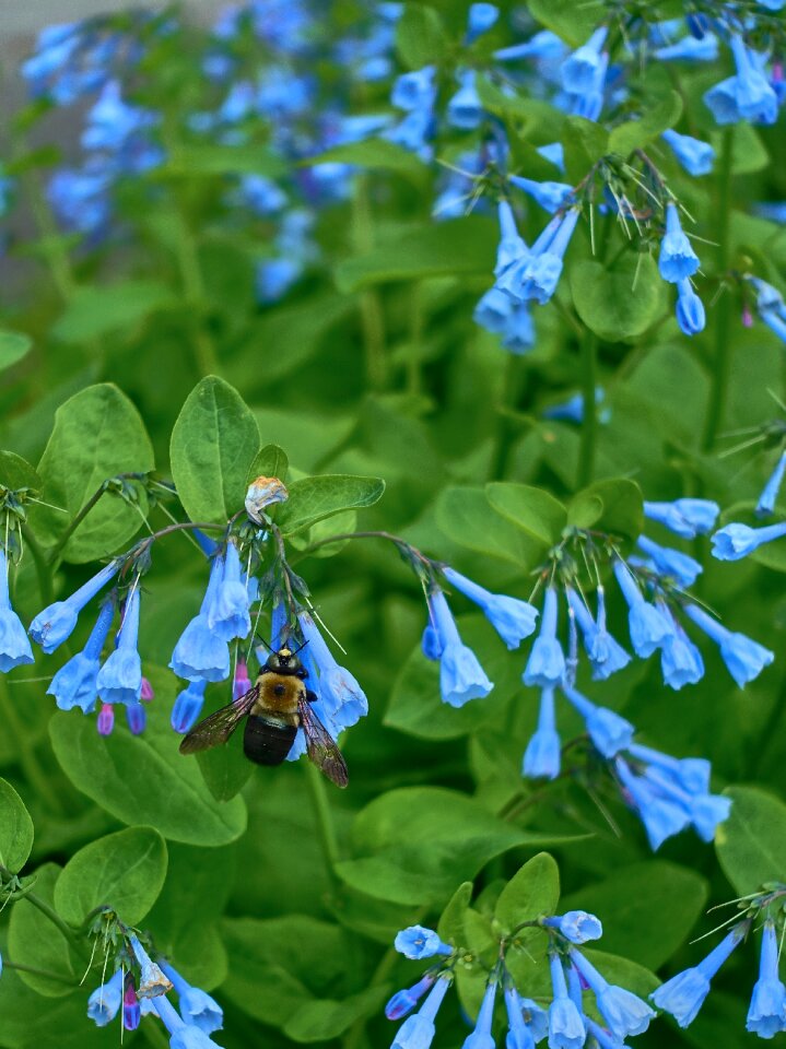 Flower garden blue