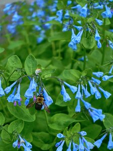 Flower garden blue