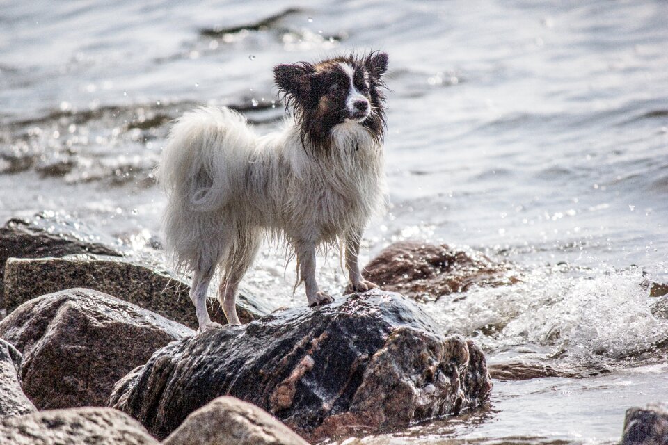 Papillon small dog water photo