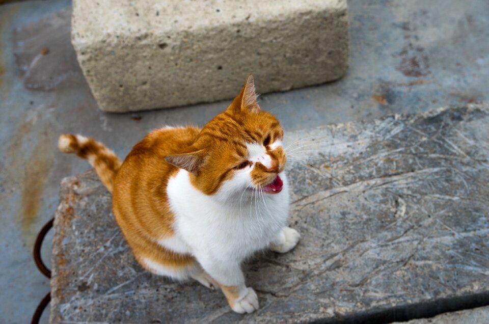 Red fur the homeless hungry