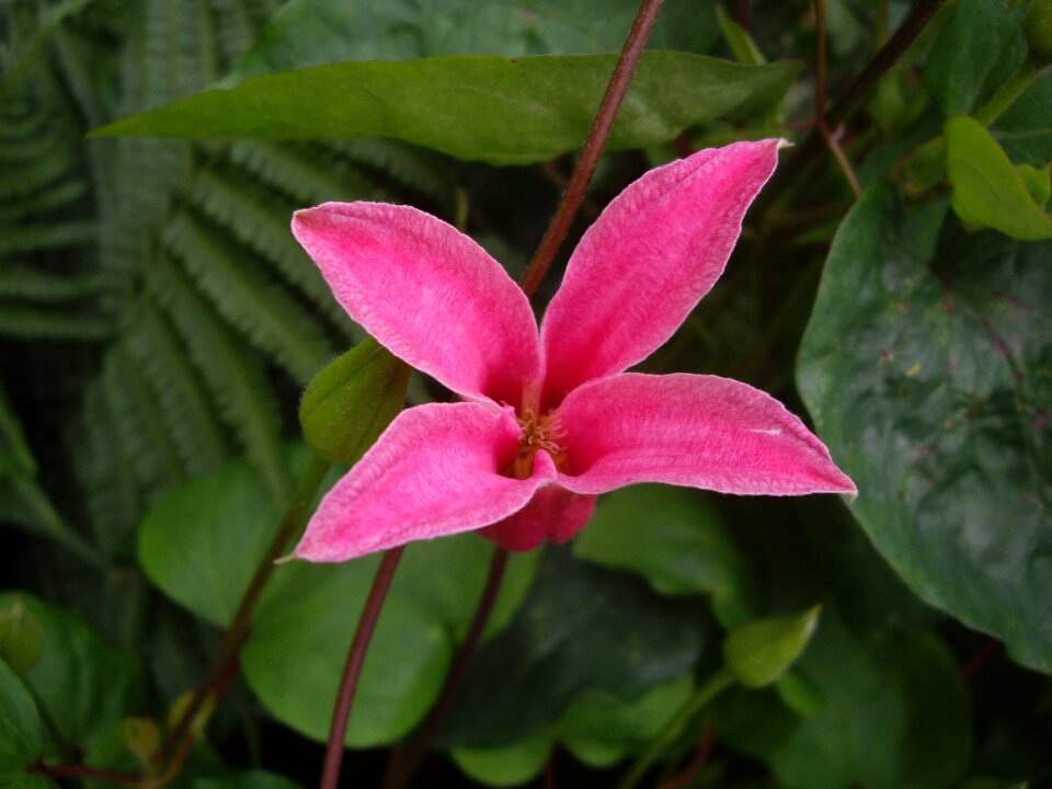 Diana petal summer