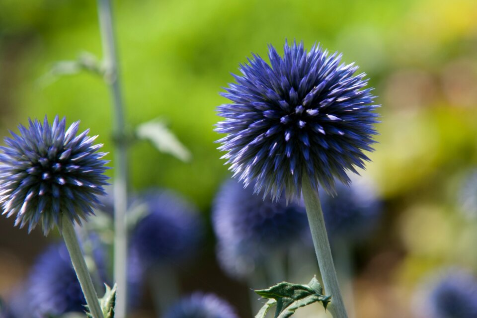 Blossom bloom globe thistle