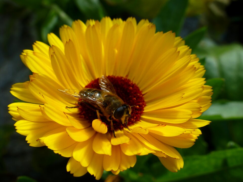 Blossom bloom sunflower