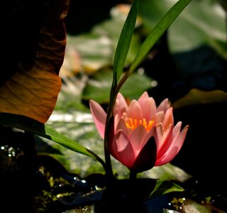 Teichplanze aquatic plant blossom