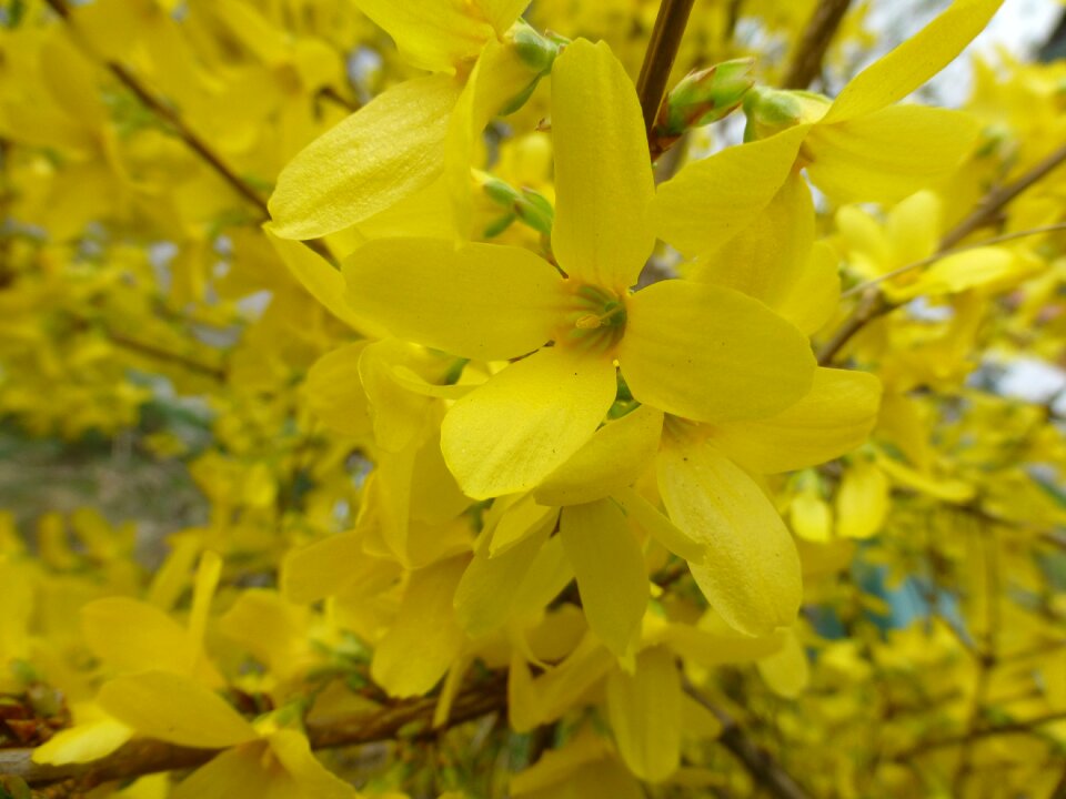 Yellow flower forsythia flower