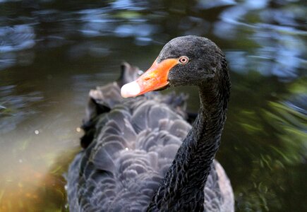 Cygnus atratus head beak