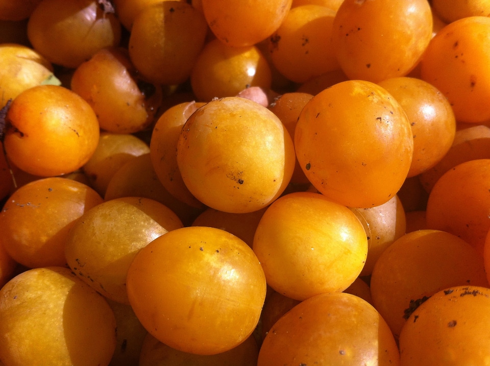 Greengage fruit ripe