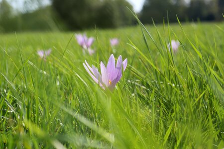 Plant flower pale pink photo