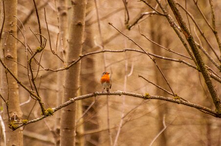 Tree branch bill