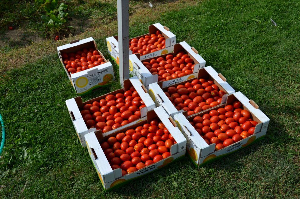 Tomatoes vegetables boxes