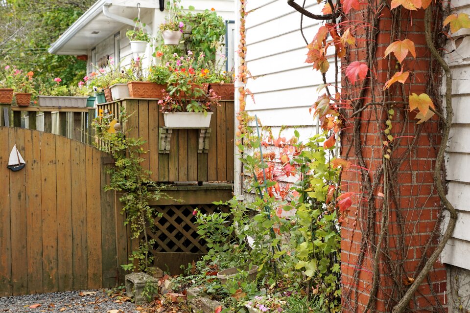 Wood garden backyard