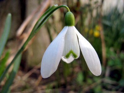 Spring nature white
