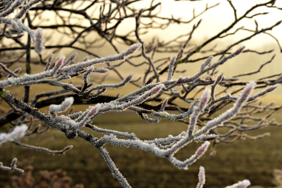 Autumn hoarfrost frozen