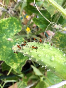 Nature garden insect