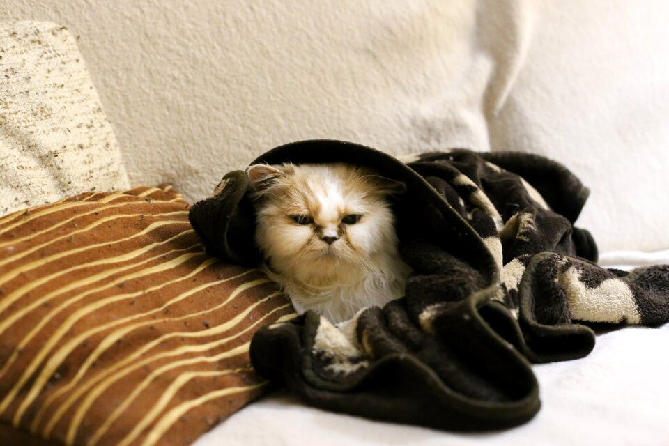 Cold snug winter