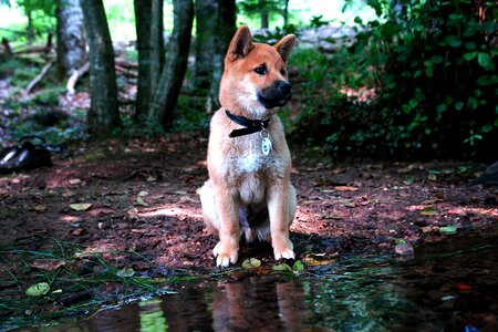 Bach dog nature