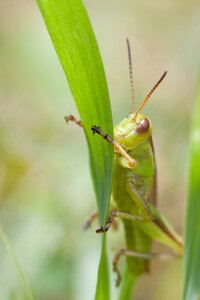 Insect wildlife green photo