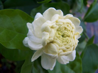 Perfumed flower arabian jasmine white petals