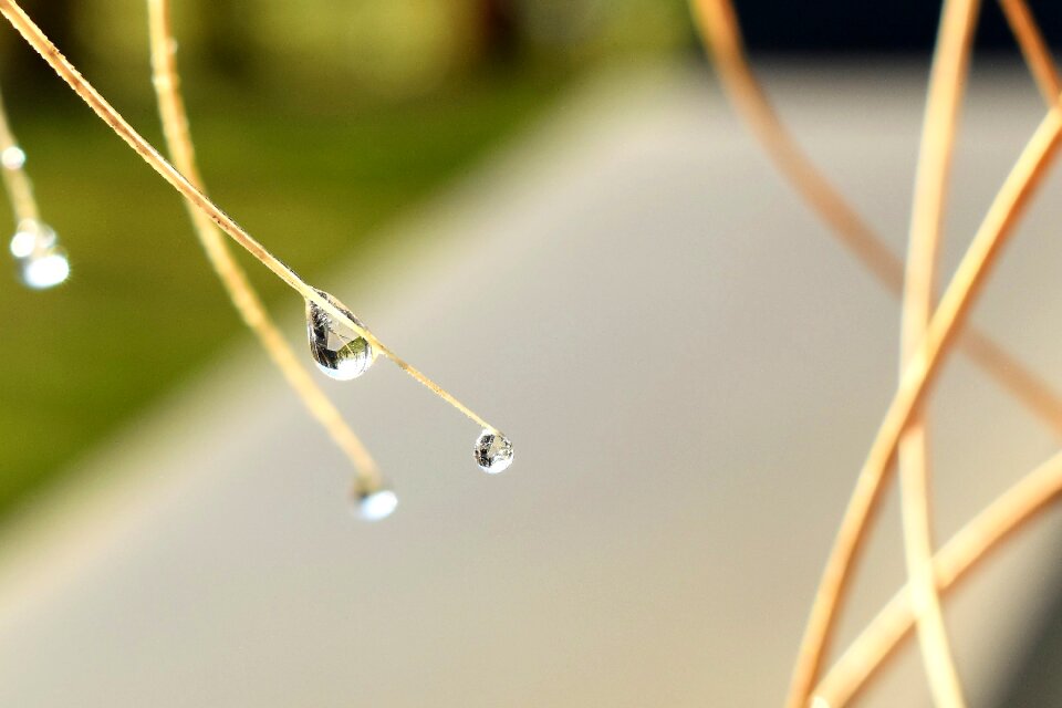 Leaf grass drop of water