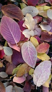 Autumn color brothers and sisters