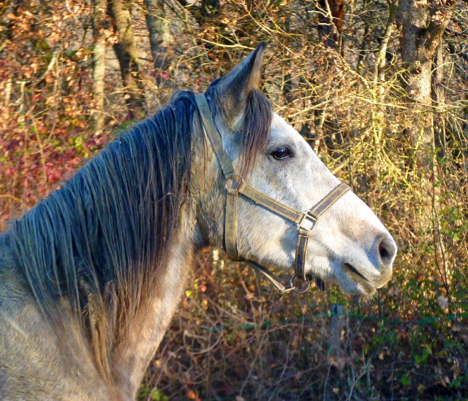 Breeding horses head equine