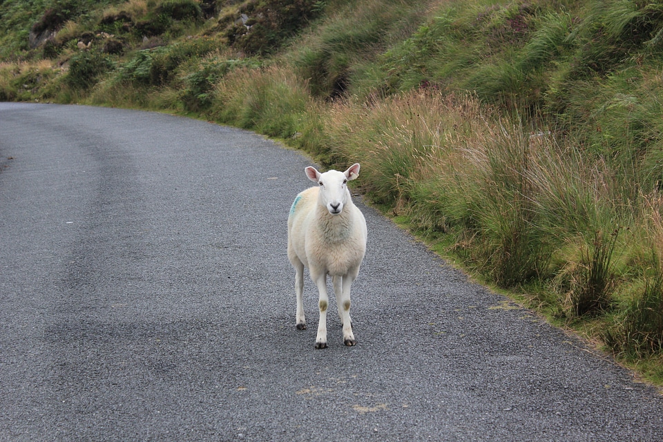 Ireland wool animal