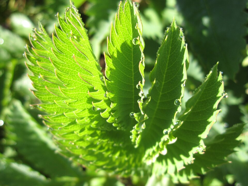 Plants morning sun
