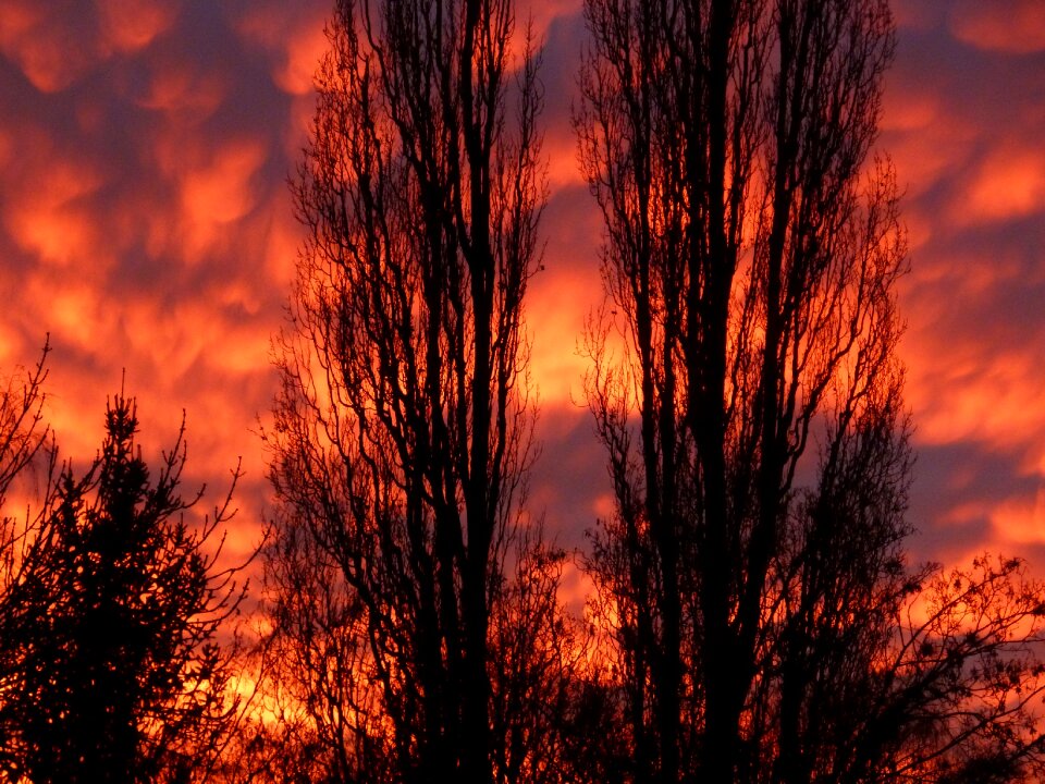 Red trees winter sky