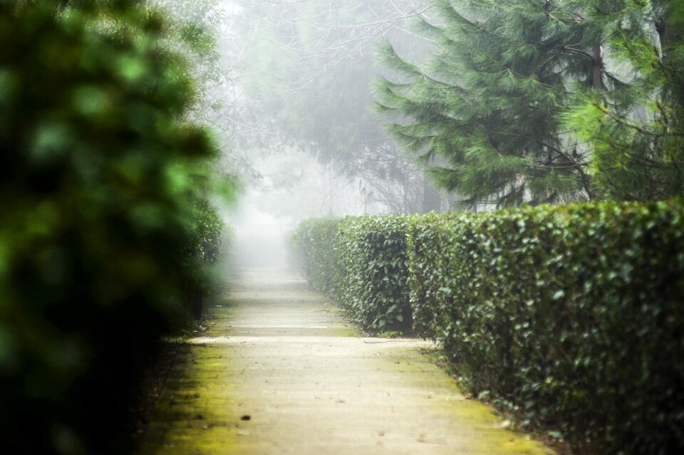 Park fog road