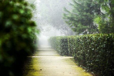 Park fog road