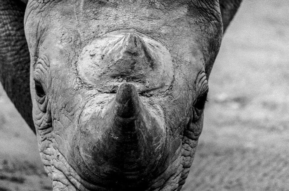 Zoo wildlife nature