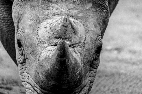 Zoo wildlife nature