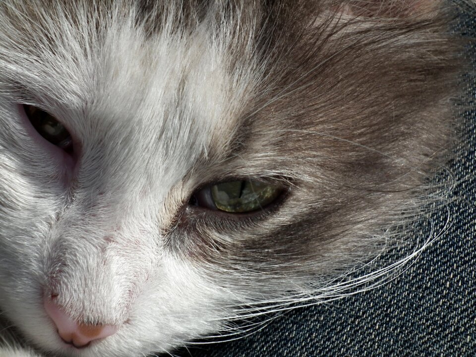 Animals kitty scott
