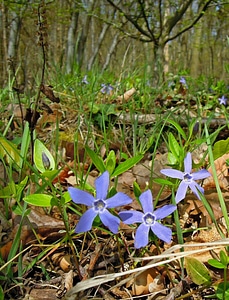 Ground cover evergreen vinca minor photo