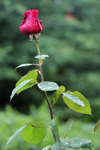 Raindrops flower plant