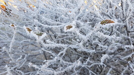 Snow crystal crystal mature
