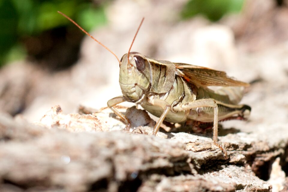 Macro wildlife outdoors