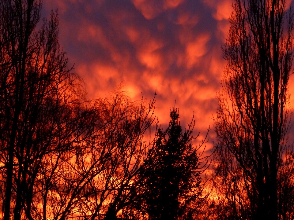 Red trees winter sky