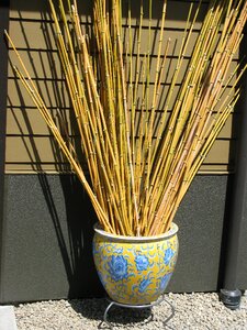 Bamboo zen photo