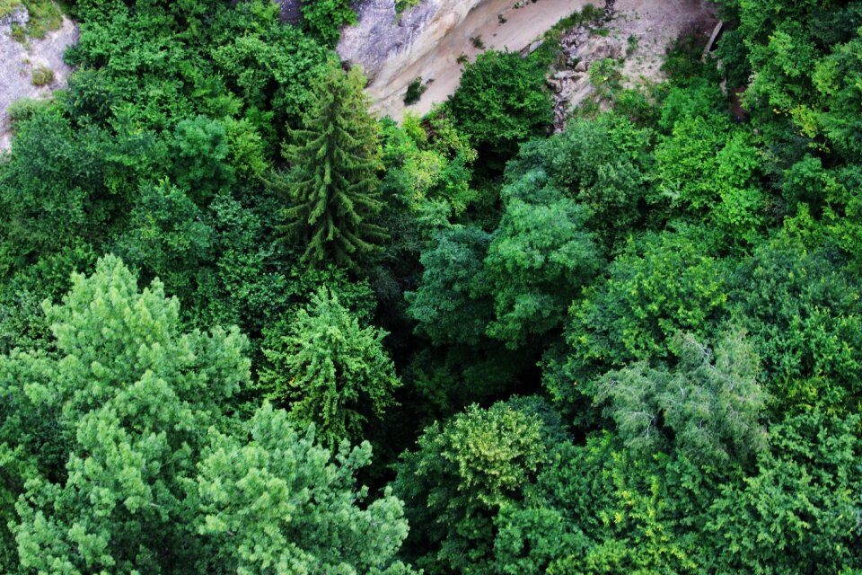 Leaves spruce the caucasus