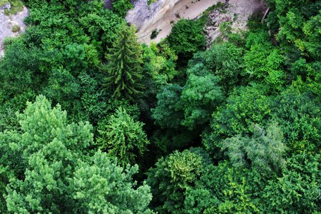 Leaves spruce the caucasus