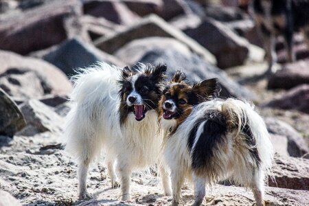 Papillons purebred dog stones photo