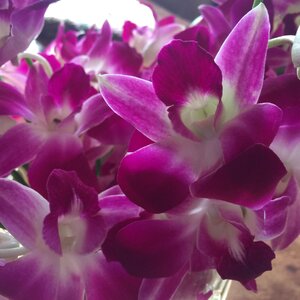 Flowers purple