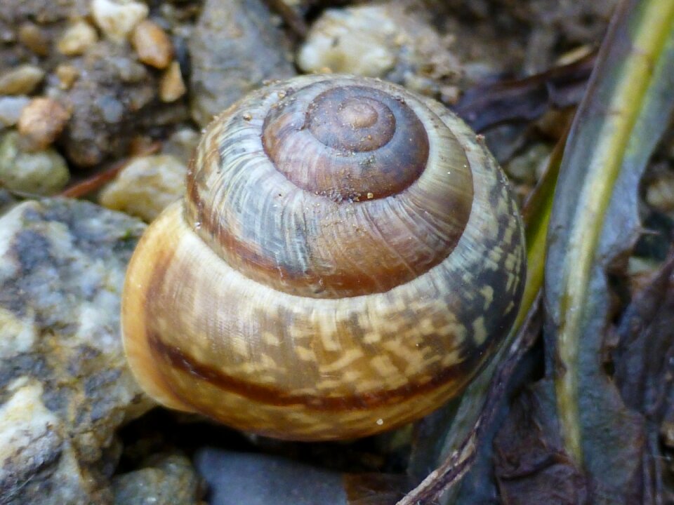 Mollusk slowly serenity