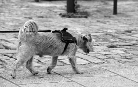 Animal animals quadruped