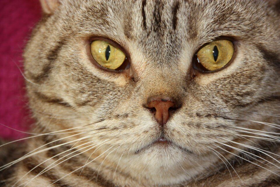 Pet feline furry