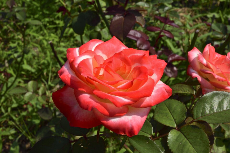 Red petals macro close