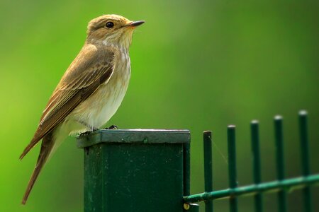 Spotted flycatcher flycatcher muscicapa